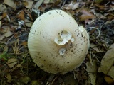 Amanita murrilliana image