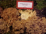 Ramaria gelatinosa image