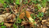 Morchella americana image