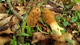 Morchella americana image