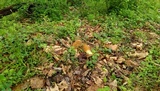 Morchella americana image