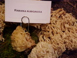 Ramaria rubiginosa image