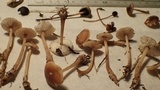 Collybiopsis rimutaka image