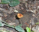Rhizomarasmius pyrrhocephalus image