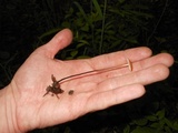 Rhizomarasmius pyrrhocephalus image