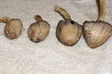 Coprinopsis variegata image