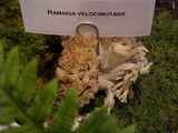 Ramaria velocimutans image