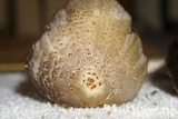 Coprinopsis variegata image