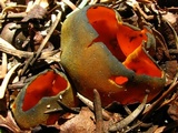 Caloscypha fulgens image