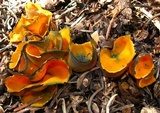 Caloscypha fulgens image