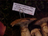 Suillus caerulescens image