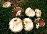 Agaricus bitorquis image