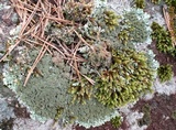Parmelia saxatilis image