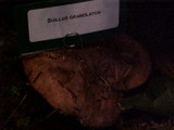 Suillus weaverae image