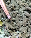 Parmelia saxatilis image