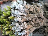 Parmelia saxatilis image