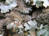 Parmelia saxatilis image