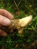 Tapinella atrotomentosa image