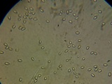 Tapinella atrotomentosa image