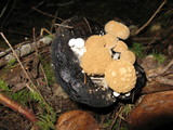 Asterophora lycoperdoides image