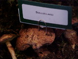 Suillus lakei image