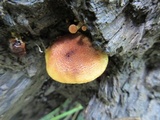 Pholiota granulosa image