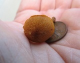 Pholiota granulosa image