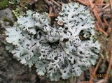 Hypogymnia physodes image