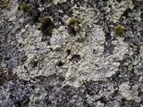 Lepraria membranacea image