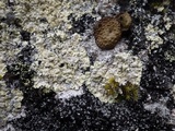 Lepraria membranacea image