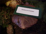 Suillus punctatipes image