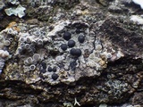 Buellia disciformis image