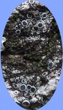 Rinodina capensis image