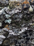 Rinodina capensis image