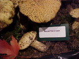 Suillus tomentosus image