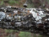 Rinodina capensis image