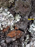 Rinodina capensis image