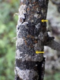 Rinodina capensis image