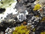Rinodina capensis image