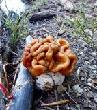 Gyromitra montana image