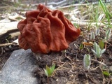 Gyromitra montana image