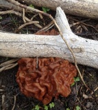 Gyromitra montana image