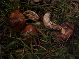 Suillus imitatus image
