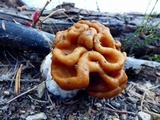 Gyromitra montana image