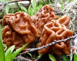 Gyromitra montana image