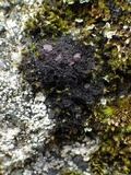 Polychidium muscicola image