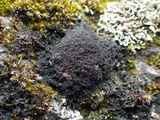 Polychidium muscicola image
