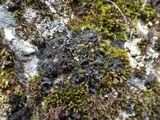 Polychidium muscicola image