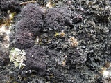 Polychidium muscicola image