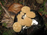 Asterophora lycoperdoides image